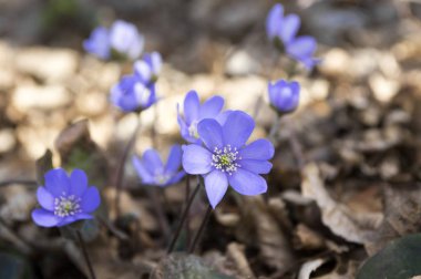 Mantarı nobilis Bloom, erken bahar kır çiçekleri