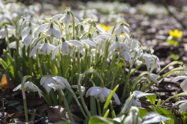 Galanthus nivalis, ortak kardelen çiçek, bahçede erken bahar soğanlı çiçek