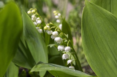 Convallaria majalis toksik güzel orman süs çiçek çiçek yaprakları ile