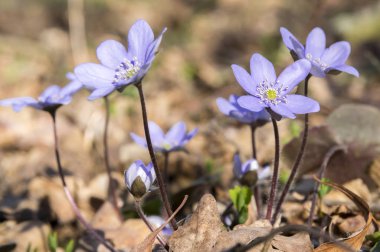 Mantarı nobilis Bloom, Grup mavi menekşe mor küçük güzel kır çiçekleri, erken bahar kır çiçekleri