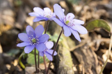 Mantarı nobilis Bloom, erken bahar kır çiçekleri