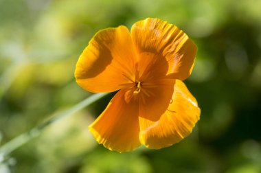 Eschscholzia californica Kupası Altın çiçek çiçeklenme
