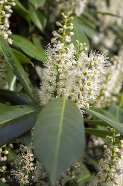 Kiraz ağacı çiçek açmış, çiçekler ve yapraklar