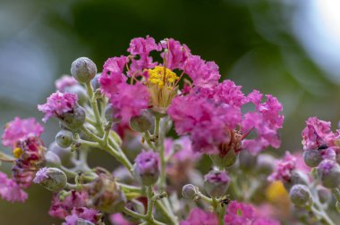 Lagerstroemia indica çiçekli çalı, ağaç dalları bahçede çiçek parlak pembe ve sarı çiçek