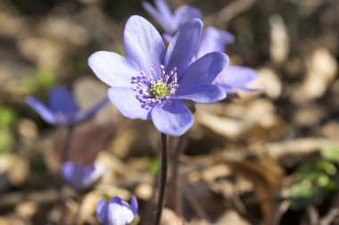 Mantarı nobilis Bloom, Grup mavi menekşe mor küçük güzel kır çiçekleri, erken bahar kır çiçekleri