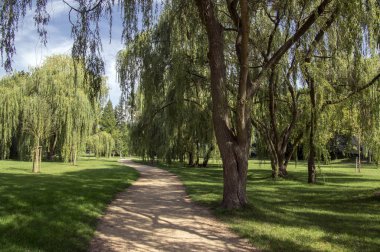 Yaz, yeşil yeşil doğa, Ağaçların gölgeleri sırasında kamu parki