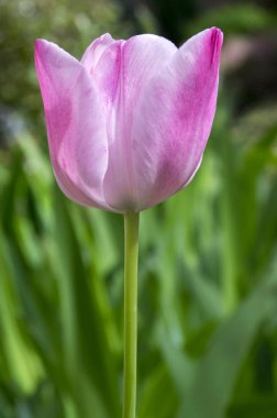 Çiçek bahçesinde bir ortak güzel bahar Pembe lale