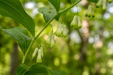Poligonatum multiflorum orman kır çiçeği yapraklar ve tomurcuklarla çiçek açar.