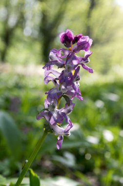 Corydalis kava menekşe bahar çiçek çiçeklenme