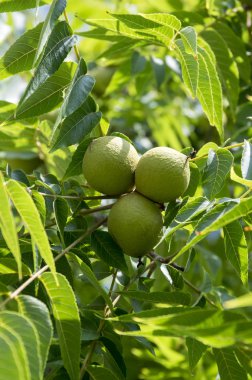 Juglans nigra yeşil dallar unripened fındık