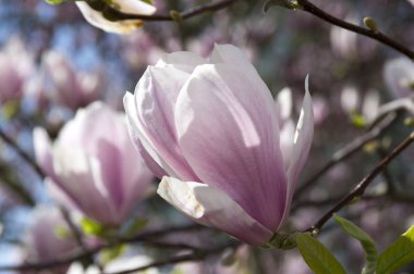 Manolya soulangeana ağacı çiçek