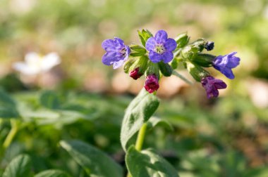 Ciğer otu çiçek, erken bahar