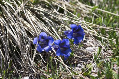 Bloom, Kuru ot, İtalyan dağlar Gentiana acaulis kır çiçeği