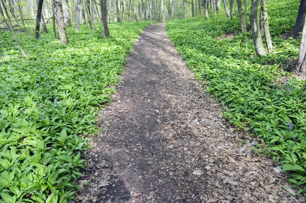 Nemosicka Unde Avenbok Skog Intressanta Magiska Natur Plats Full Vilda — Stockfoto