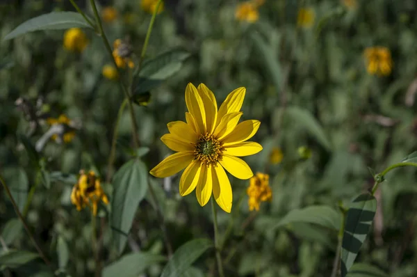 Helianthus Tuberosus Flores Jardín Alto Flor Planta Con Flores Vegetales — Foto de Stock