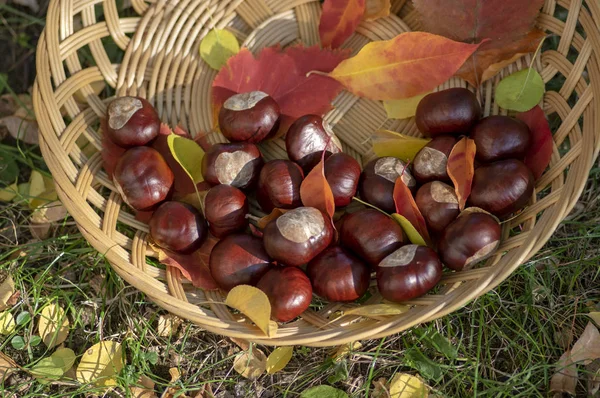 薄緑色の草の中に乾燥したカラフルな秋の葉を持つ浅いウィッカーバスケット上の新鮮な栗のグループ ライトブラウン皿に広がるナッツ1つずつ — ストック写真