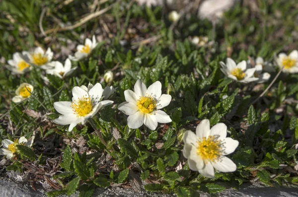 Dębik Ośmiopłatkowy Artic Alpine Kwitnienia Roślin Ośmiu Płatków — Zdjęcie stockowe