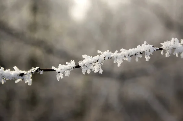 Romantisches Sahnehäubchen Auf Zweigen Winterlicher Frost — Stockfoto