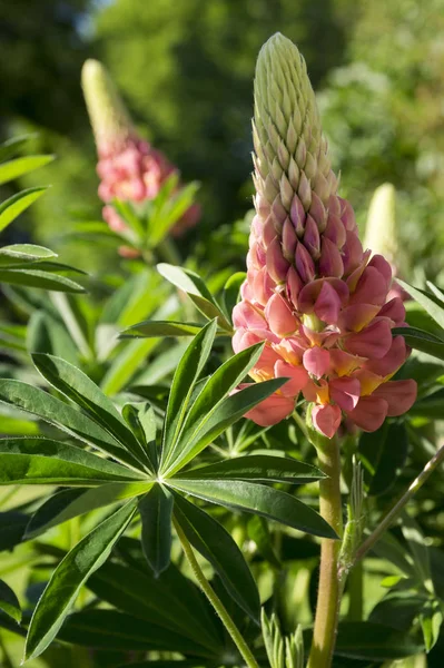 Lupinus Perennis Blüht — Stockfoto