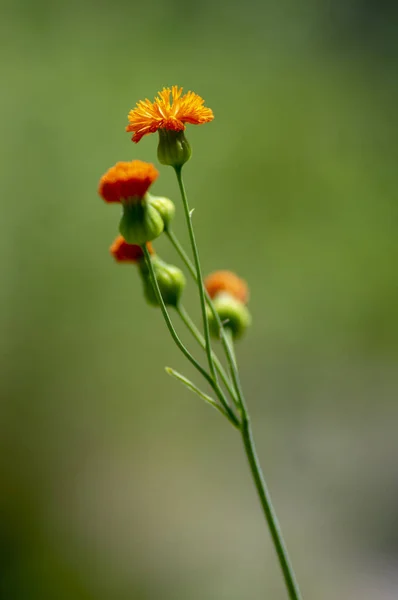 艾米利亚仙人掌美丽的花园花 红花塔塞尔花植物在绽放与明亮的橙色黄色小花 — 图库照片
