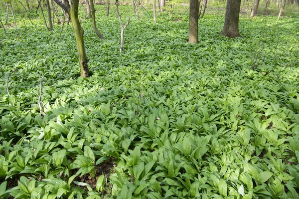 Magic nature place full of wild bear garlic, green leaves background
