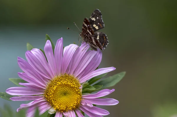 Araschnia Levana Callistephus Chinensis Bloom One Flower One Dark Butterfly — Stock Photo, Image
