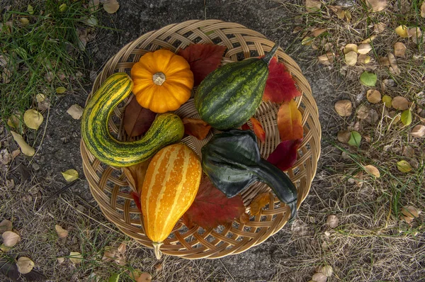 Calabazas Decorativas Otoño Varios Tipos Canasta Mimbre Poco Profunda Sobre — Foto de Stock