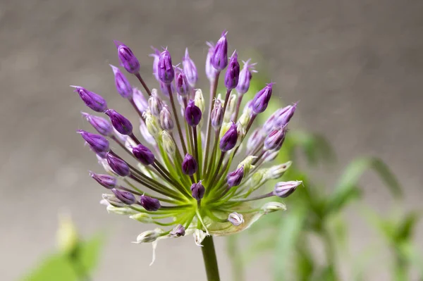 Allium Hollandicum 자주색 해바라기 장식용 — 스톡 사진