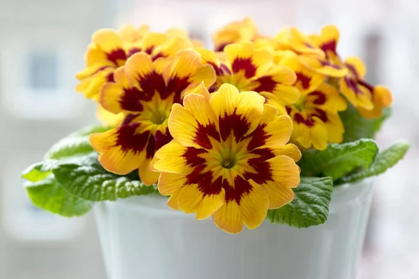 Primula hortensis ornamental flower, bunch of flowers flowering indoors, green leaves, yellow red petals with yellow center