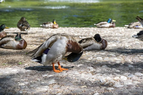 Grup Havuzumda Gölet Yakasında Yaban Ördekleri Erkek Ördek Tüyleri Temizler — Stok fotoğraf