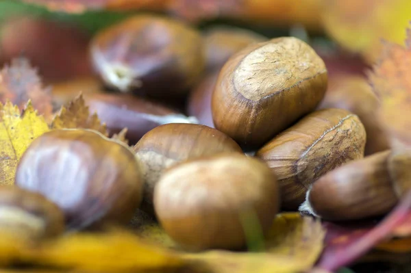 Castanhas Doces Folhas Outono Cores — Fotografia de Stock