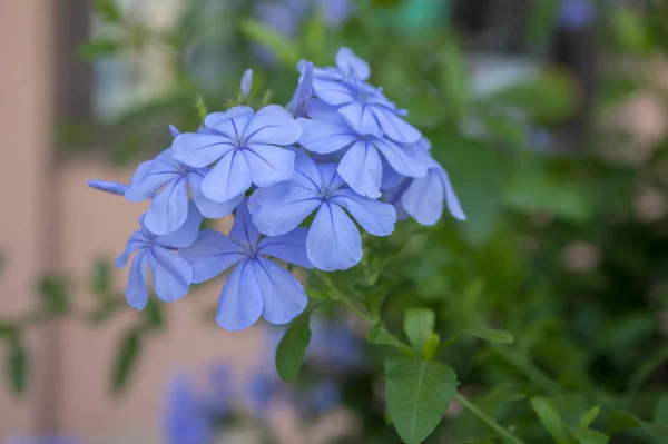 Plumbago auriculata blue flowering plant, group of flowering flowers on green shrub