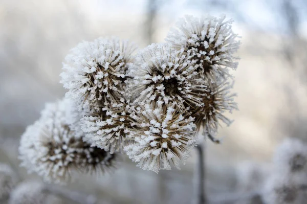 Arctium Tête Graines Lappa Recouverte Rime Blanche Gel Hivernal Givré — Photo