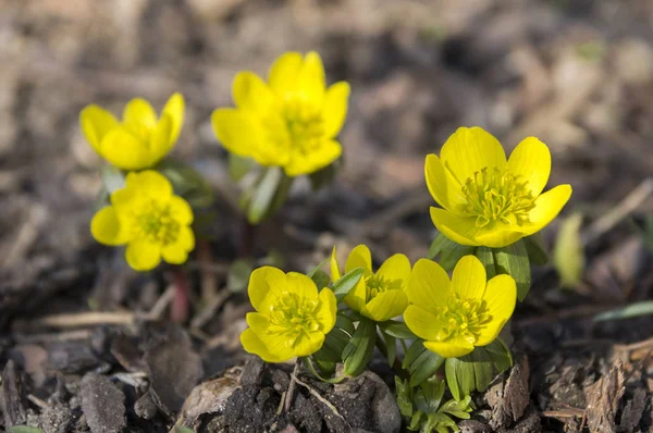 Bunch Eranthis Acónito Común Invierno Flor Flores Bulbosas Principios Primavera — Foto de Stock