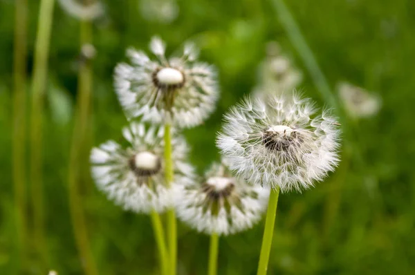 Primer Plano Del Diente León Desvanecido Taraxacum Officinale Semillas Voladoras — Foto de Stock