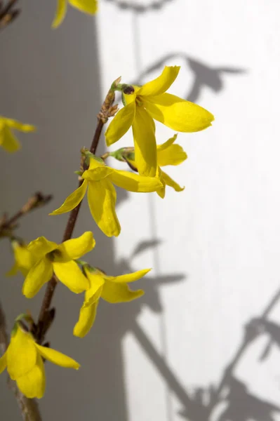 Frühlingsbuschforsythie Voller Blüte Fotografiert Vor Weißem Hintergrund Sonnenlicht Und Schatten — Stockfoto