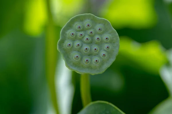 Nelumbo Nucifera Vodní Rostliny Květu Kvetoucí Okrasné Květiny Úžasné Vybledlé — Stock fotografie