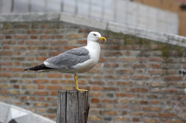 Larus Michahellis Italienska Fågel Gul Legged Gull Trä Bricole Chioggia — Stockfoto