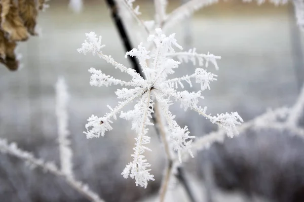 Romantisches Sahnehäubchen Auf Zweigen Winterlicher Frost — Stockfoto