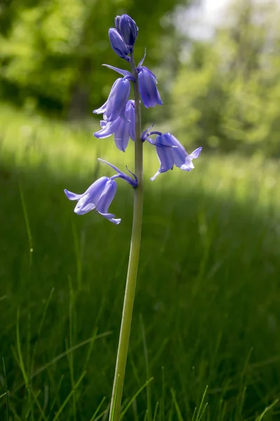 Scilla Hispanica Cloche Forme Bulbe Fin Fleur Printemps Fleurs — Photo