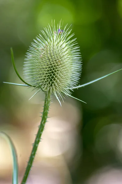 Dipsacus Fullonum Vybledlé Kvetoucí Květiny Vysoká Rostlina Kvetoucí Okrasné Společné — Stock fotografie