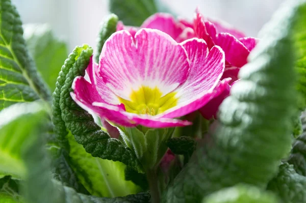 Primula hortensis ornamental flower, bunch of flowers flowering indoors, green leaves, bright pink purple petals with yellow center
