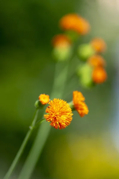 艾米利亚仙人掌美丽的花园花 红花塔塞尔花植物在绽放与明亮的橙色黄色小花 — 图库照片