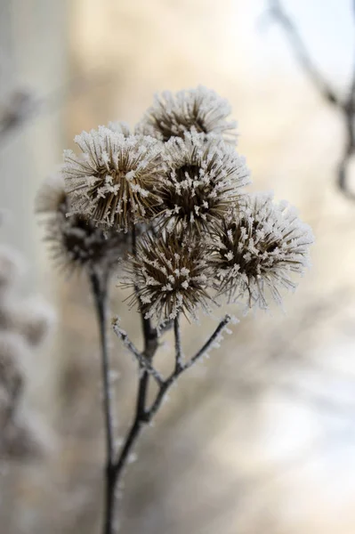 Arctium Lappa Samen Kopf Bedeckt Mit Weißem Rand Frostiges Winterwetter — Stockfoto