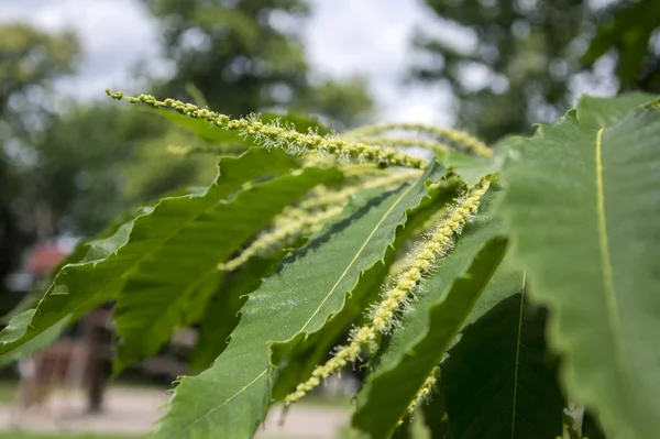 Castanea Sativa Fiore — Foto Stock