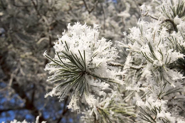 Romantisches Sahnehäubchen Auf Zweigen Winterlicher Frost — Stockfoto