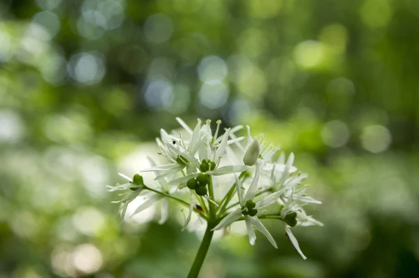 Ajo Oso Allium Ursinum Flor Luz Mágica —  Fotos de Stock