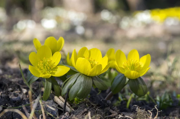 Bunch Eranthis Acónito Común Invierno Flor Flores Bulbosas Principios Primavera — Foto de Stock