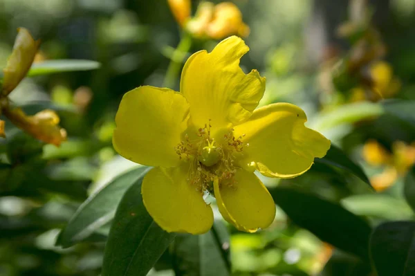 Hypericum Calycinum Bloom Yellow Ornamental Flower Garden Flower Detail Shrub — Stock Photo, Image