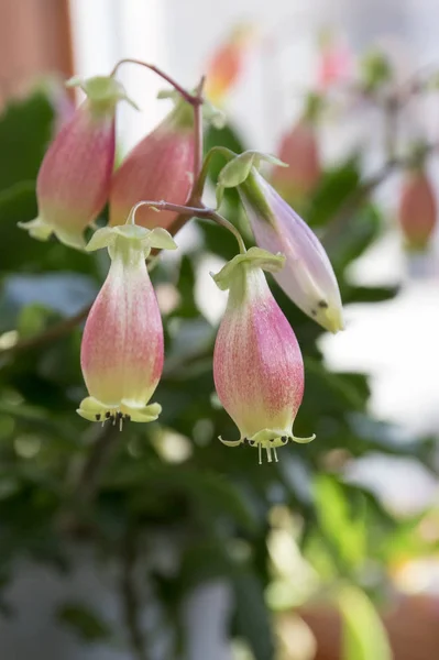 Kalanchoe Porphyrocalyx Květu Sukulentní Kvetoucí Rostlina Květy Bell Tvaru Růžové — Stock fotografie